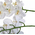 Orhidee decorativa